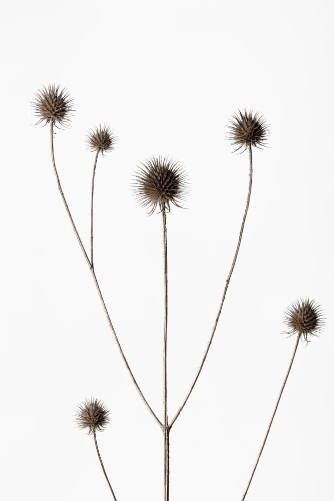 Dried Thistle Stems by Pictufy Studio III — canvas wall art