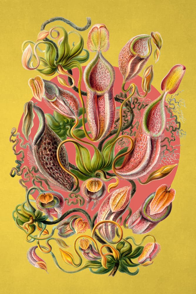 Exotic Pitcher Plants by Marja van den Hurk — canvas wall art