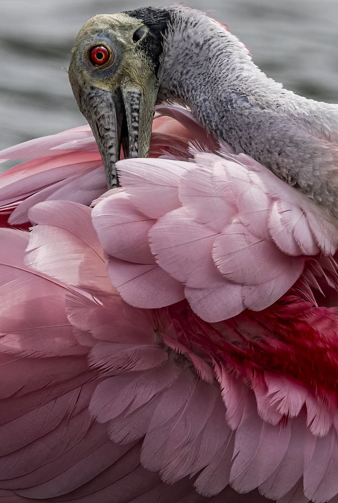Roseate Spoonbill Preening by Liwen Tao — canvas wall art