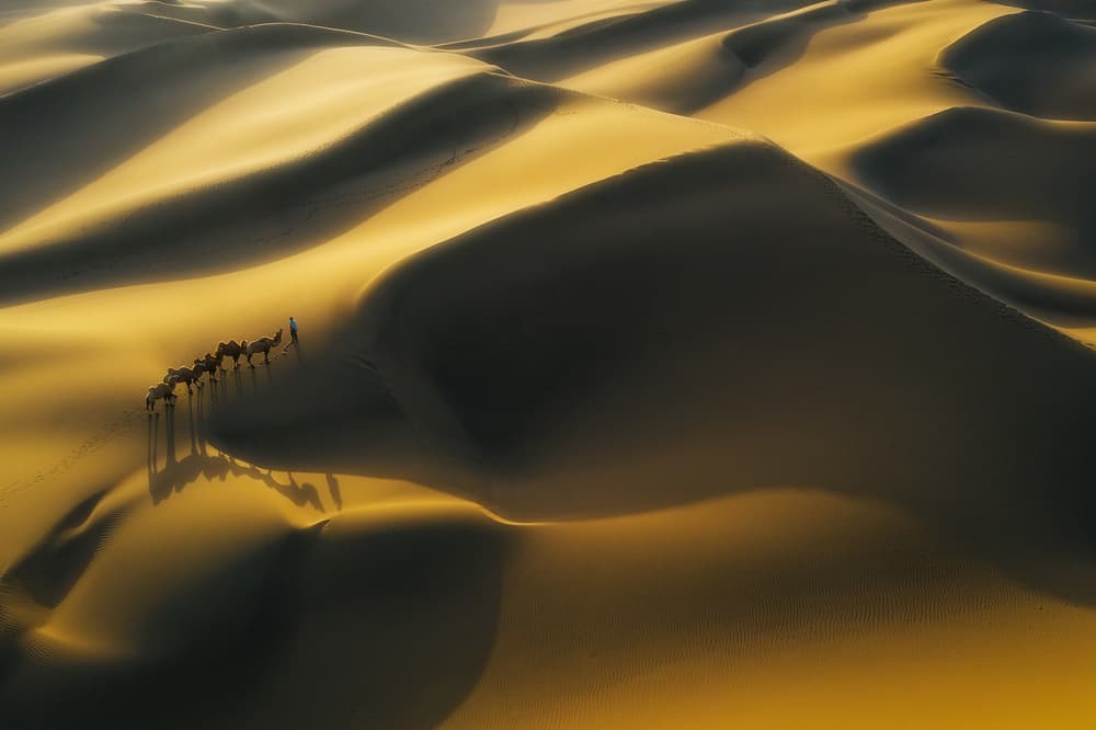 Golden Desert Caravan by Bingo Z — canvas wall art
