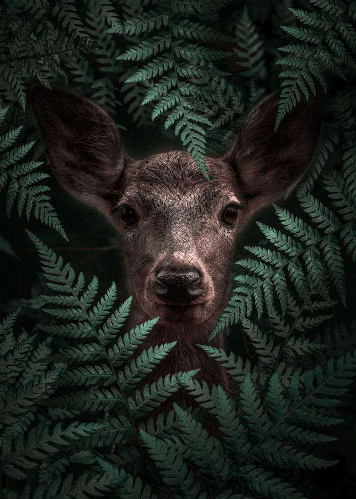 Shy Forest Fawn by Ariz Rab — canvas wall art