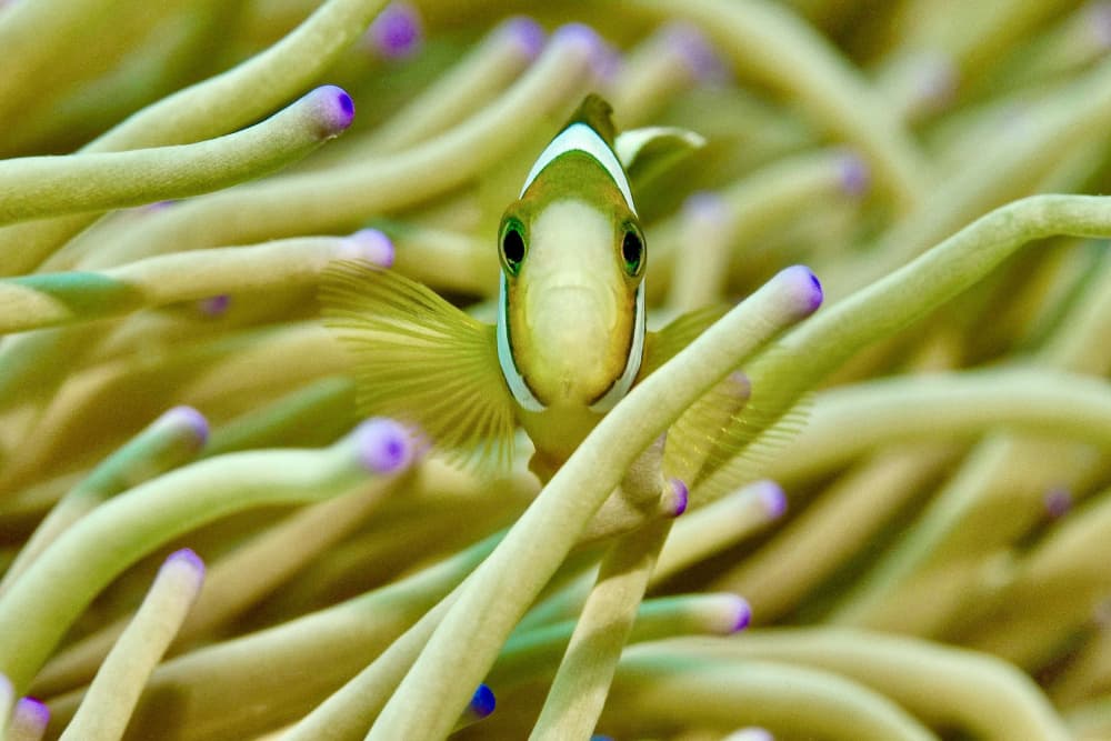 Curious Clownfish Anemone Home by Serge Melesan — canvas wall art