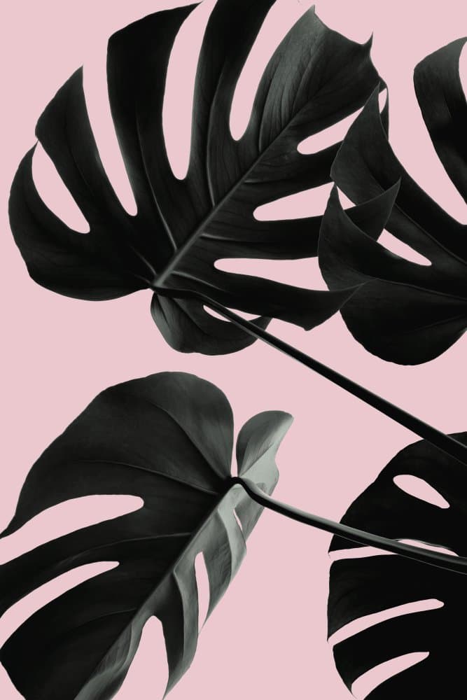 Monstera Pink Aesthetic by Pictufy Studio III — canvas wall art