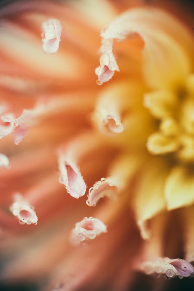Dewy Dahlia Petals by Javier Pardina — canvas wall art
