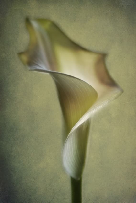 Soft Calla Lily by Lotte Andersen — canvas wall art