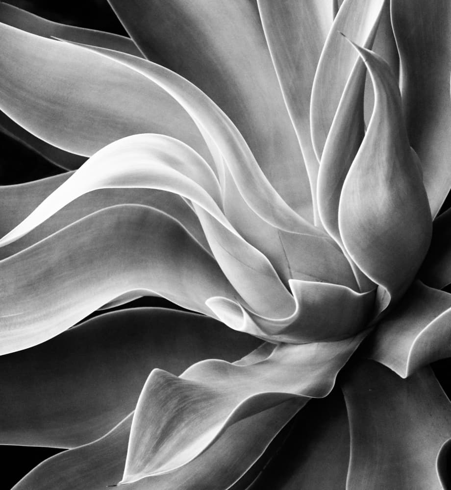 Sculptural Agave Curves by Robin Wechsler — canvas wall art