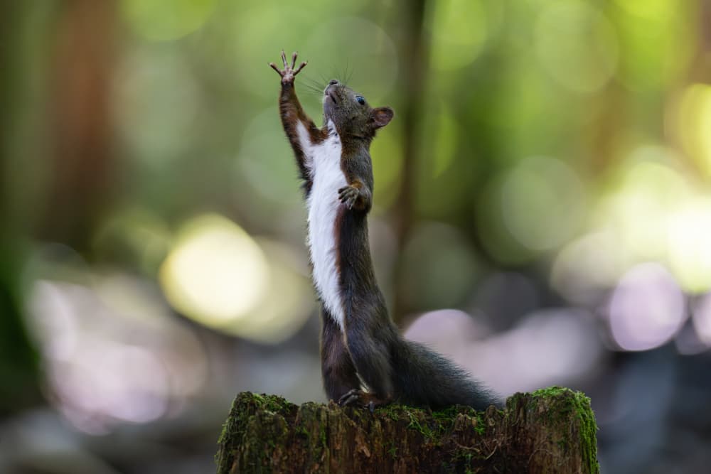 Squirrel Reaching Up by Bjoern Alicke — canvas wall art