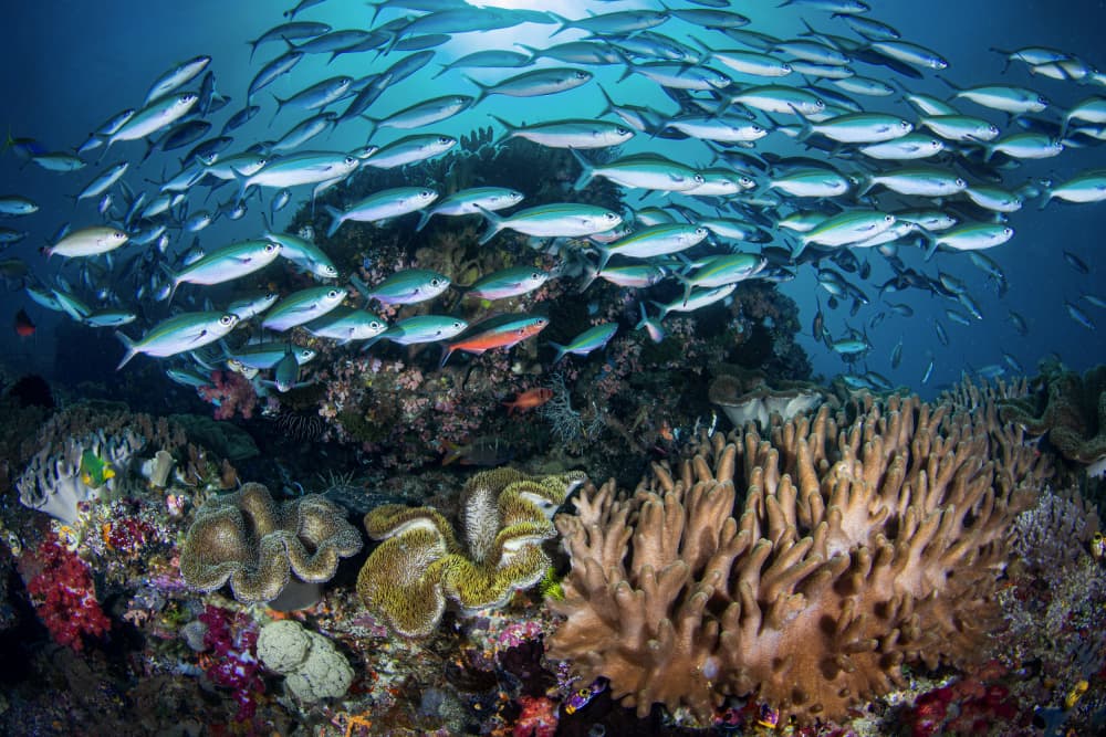 School of Reef Fish by Cédric Péneau — canvas wall art
