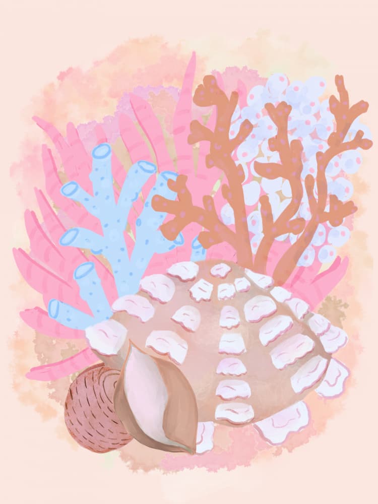 Soft Coral Seashells by Aliya Putrus — canvas wall art