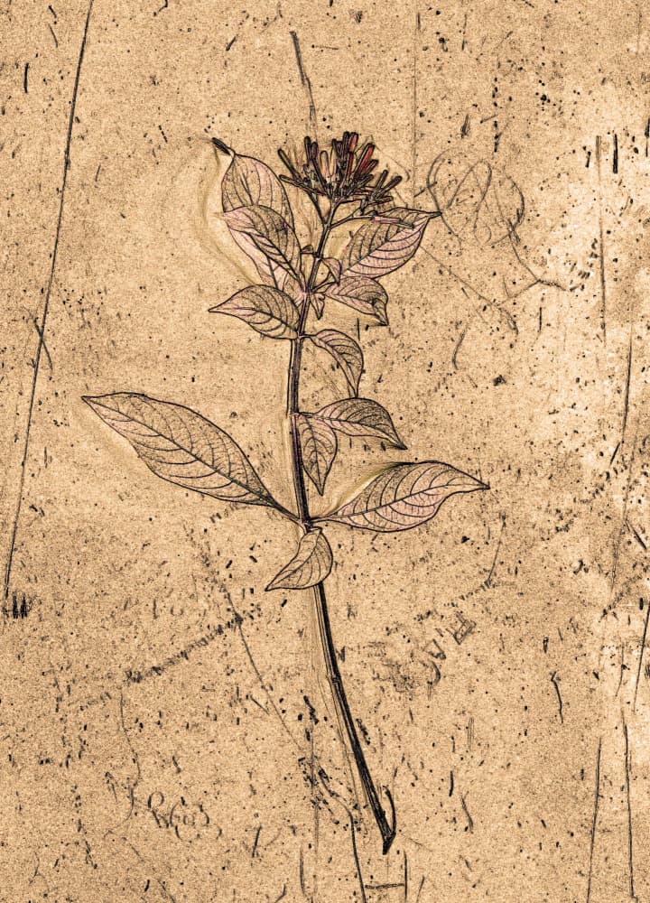 Vintage Botanical Drawing by Santhosh ch — canvas wall art