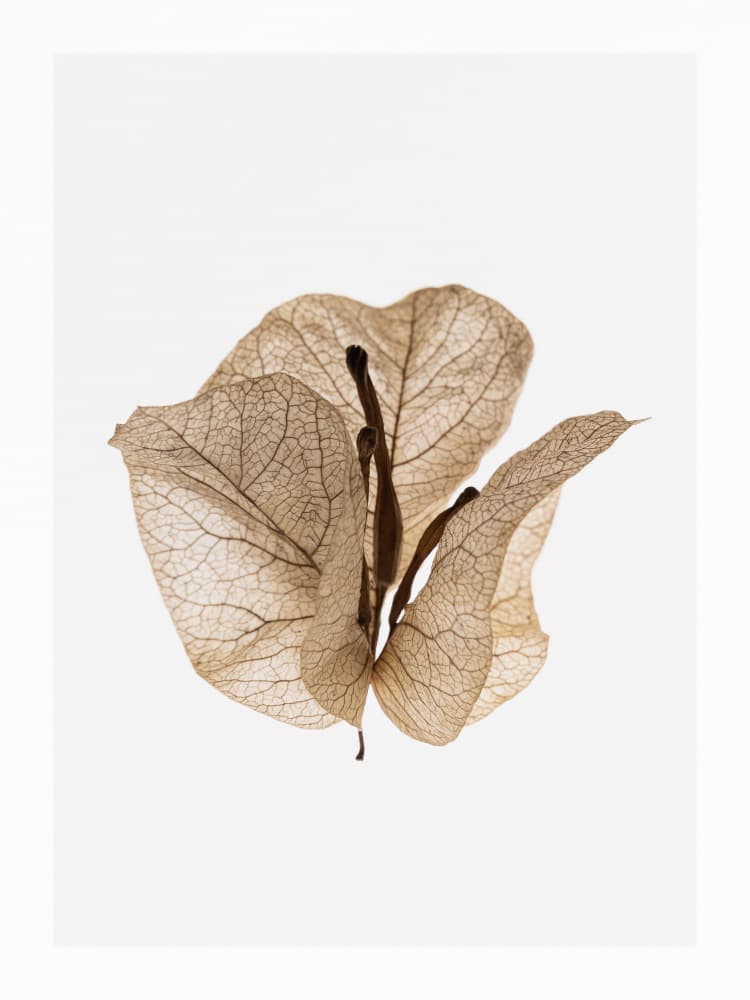 Untitled by Shot by Clint — canvas wall art