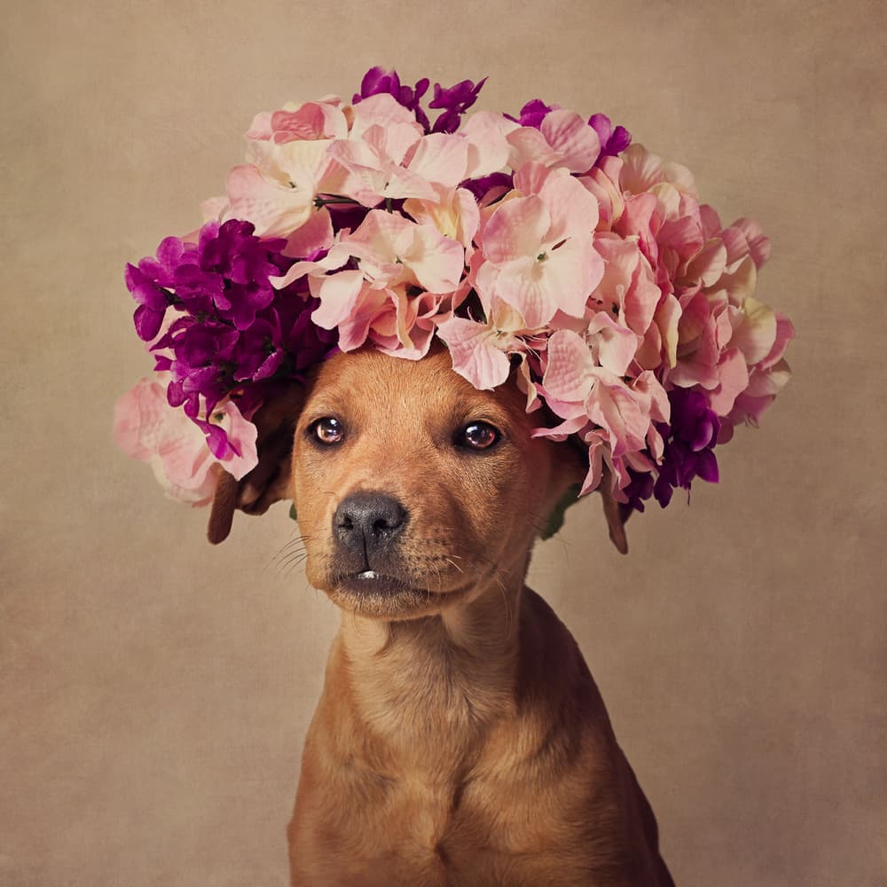 Puppy Flower Crown by Tammy Swarek — canvas wall art