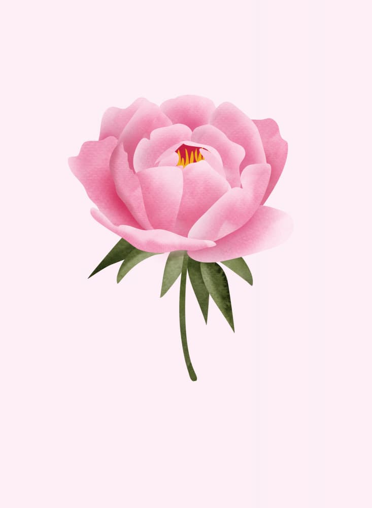 Watercolor Pink Peony by Rosana Laiz Blursbyai — canvas wall art