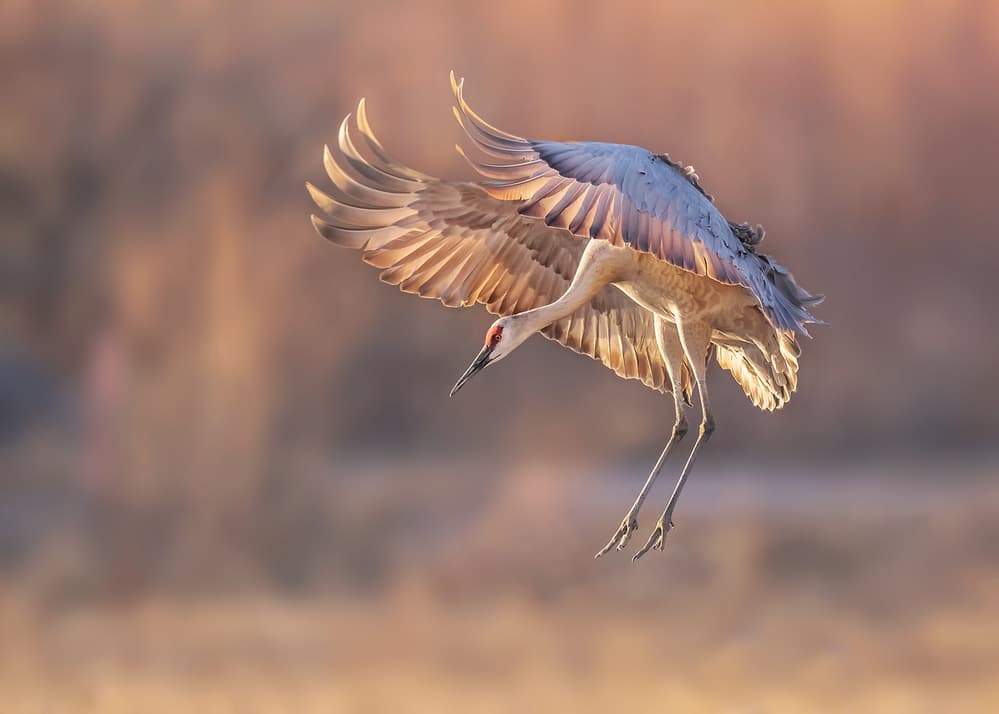 Graceful Crane Landing by Annie Poreider — canvas wall art