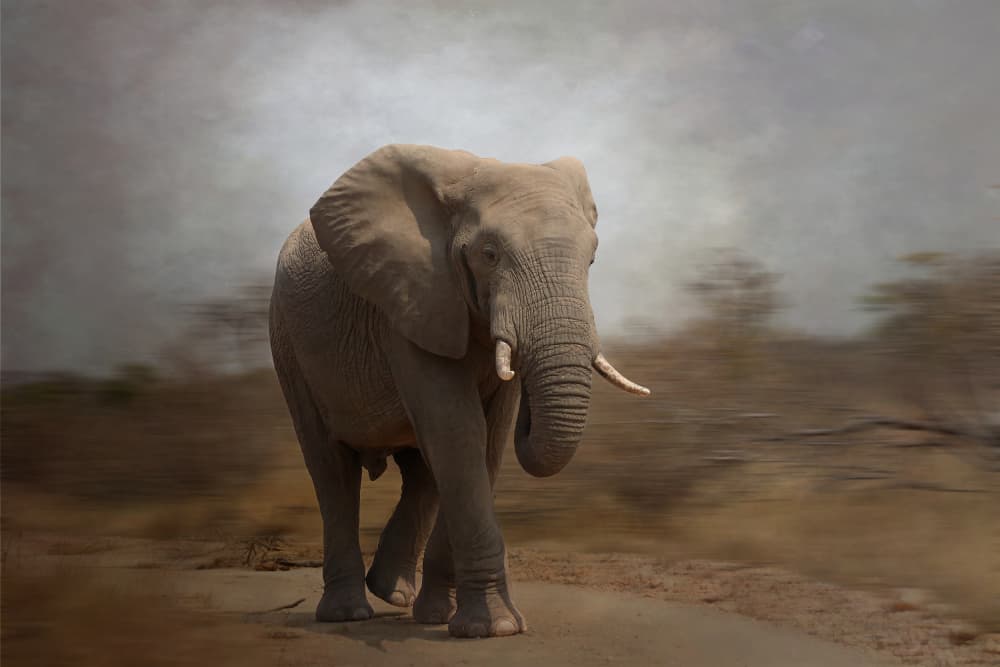 Walking African Elephant by Gaby Grohovaz — canvas wall art
