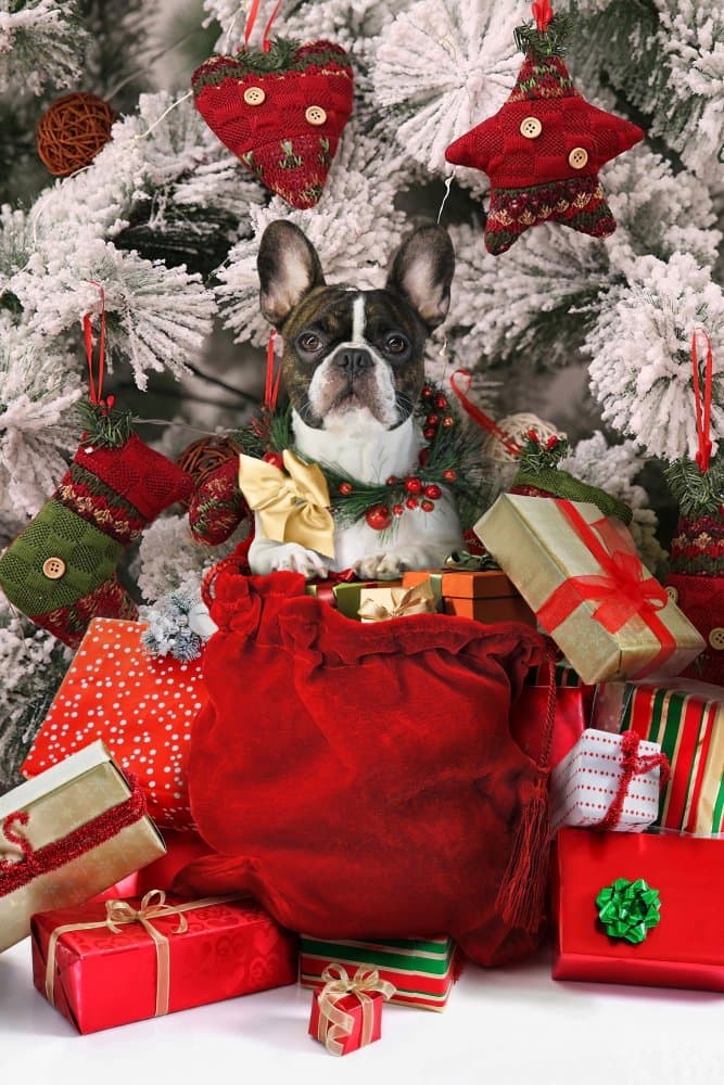 Cute Christmas Puppy by DDiArte — canvas wall art