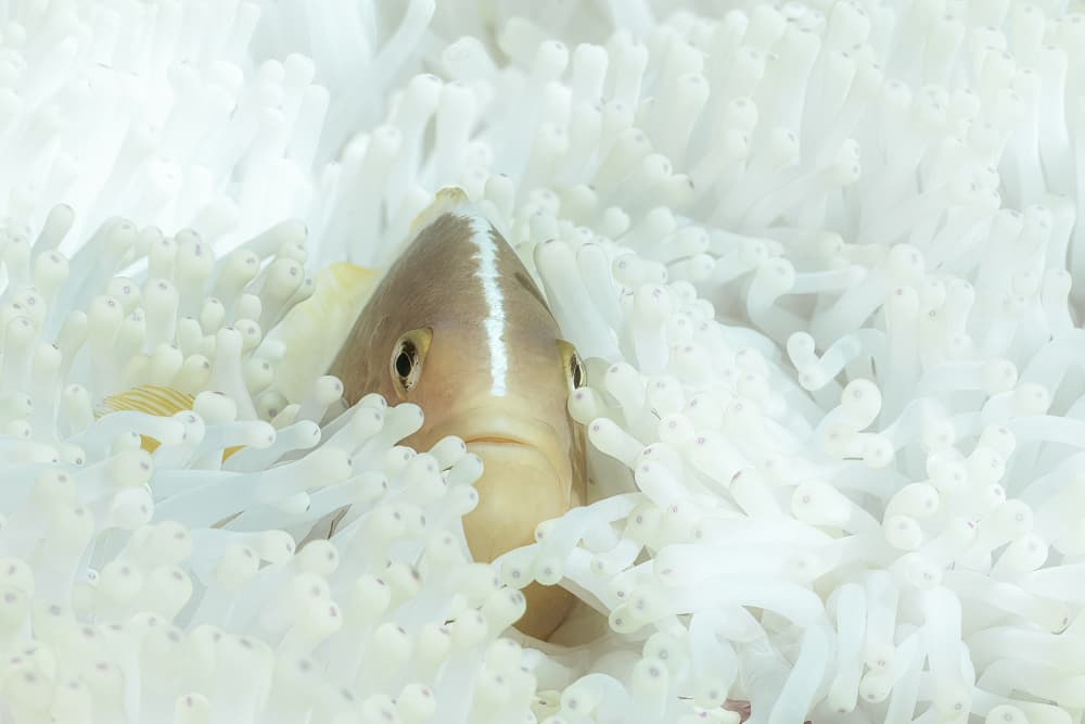 Pink Anemonefish Peek by Serge Melesan — canvas wall art