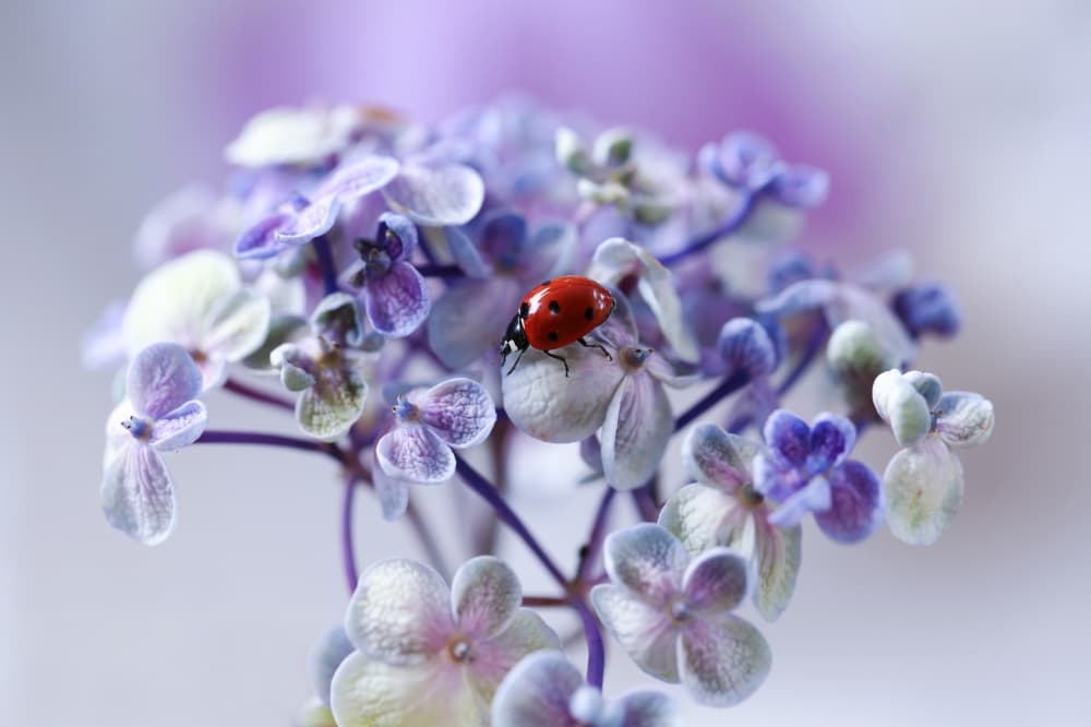 Ladybug On Purple Bloom by Ellen van Deelen — canvas wall art