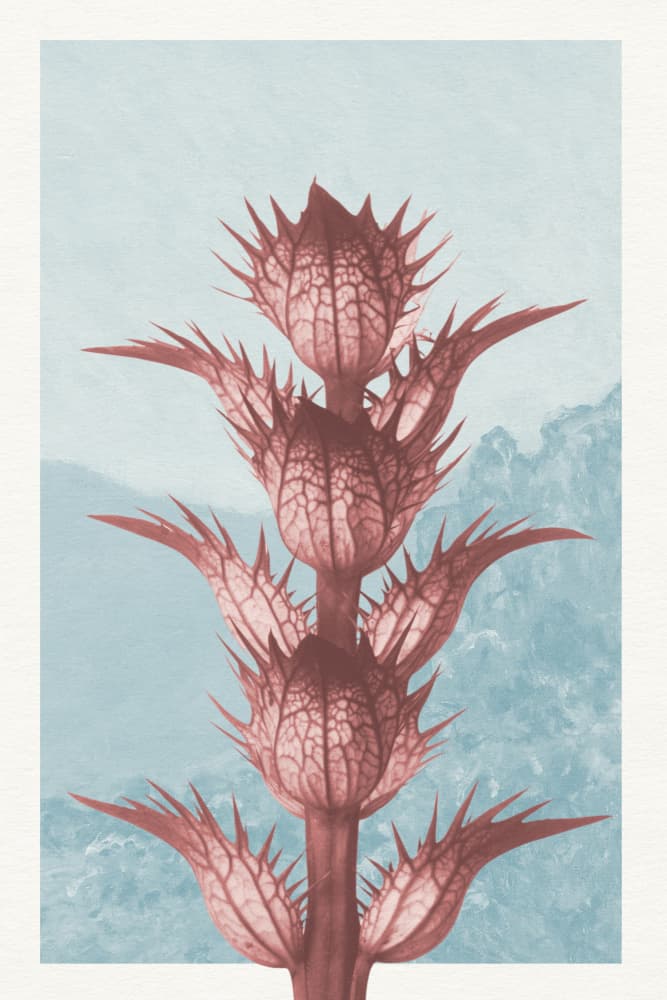 Ethereal Thistle Bloom by Wild Violets — canvas wall art