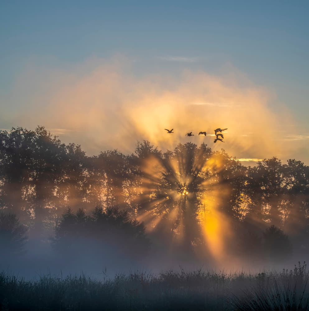 Golden Rays Misty Forest by Chris Coenders — canvas wall art
