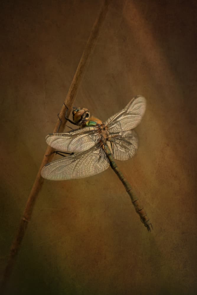 Delicate Dragonfly Resting by Liliane Lathouwers — canvas wall art