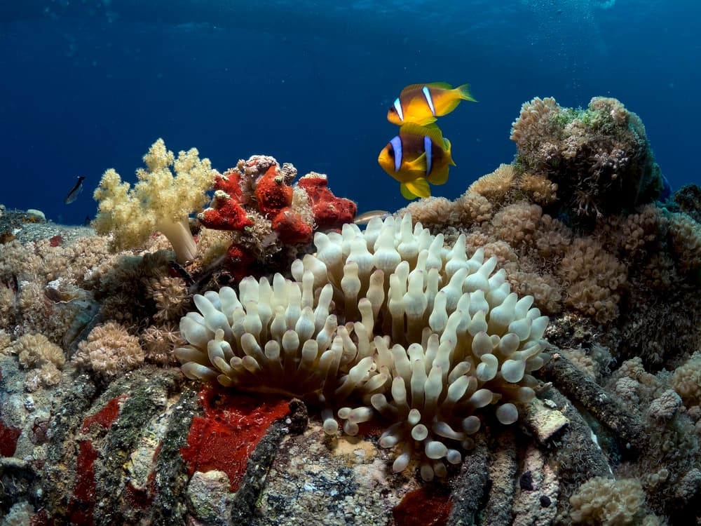 Vibrant Clownfish Reef by Ilan Ben Tov — canvas wall art
