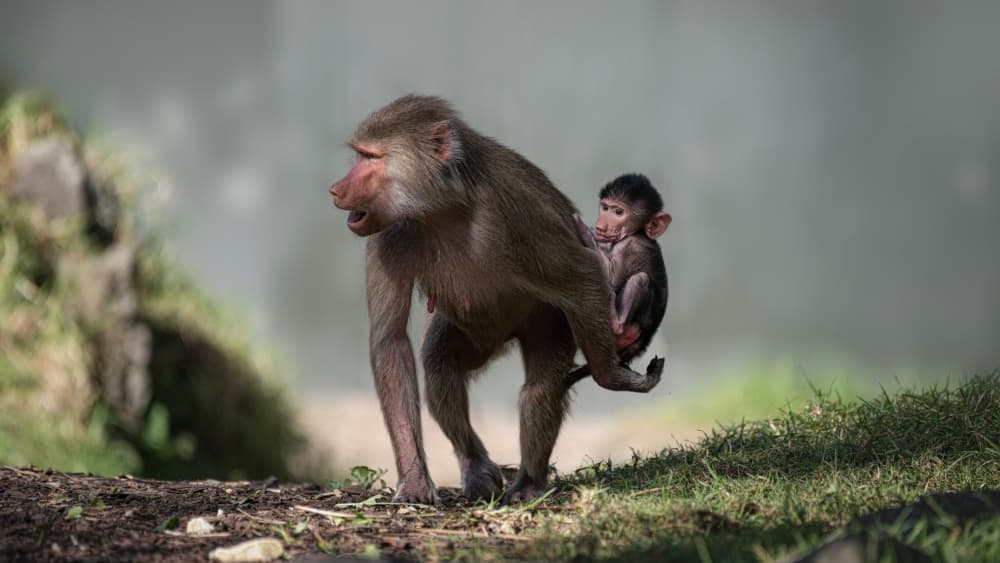 Mother Baboon and Baby by Emanuel Papamanolis — canvas wall art