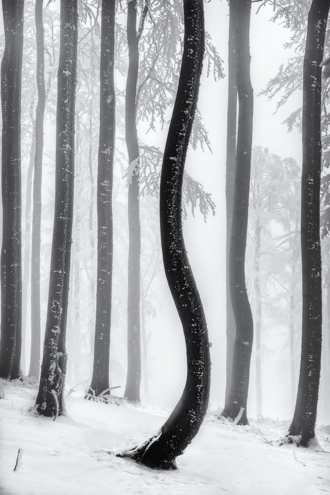 Misty Forest Curved Tree by Tom Pavlasek — canvas wall art