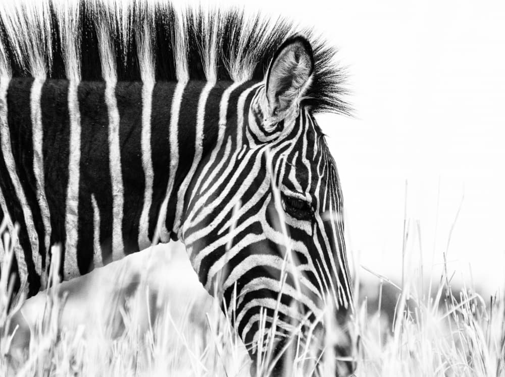 Monochrome Zebra Grace by Silvia Dinca — canvas wall art