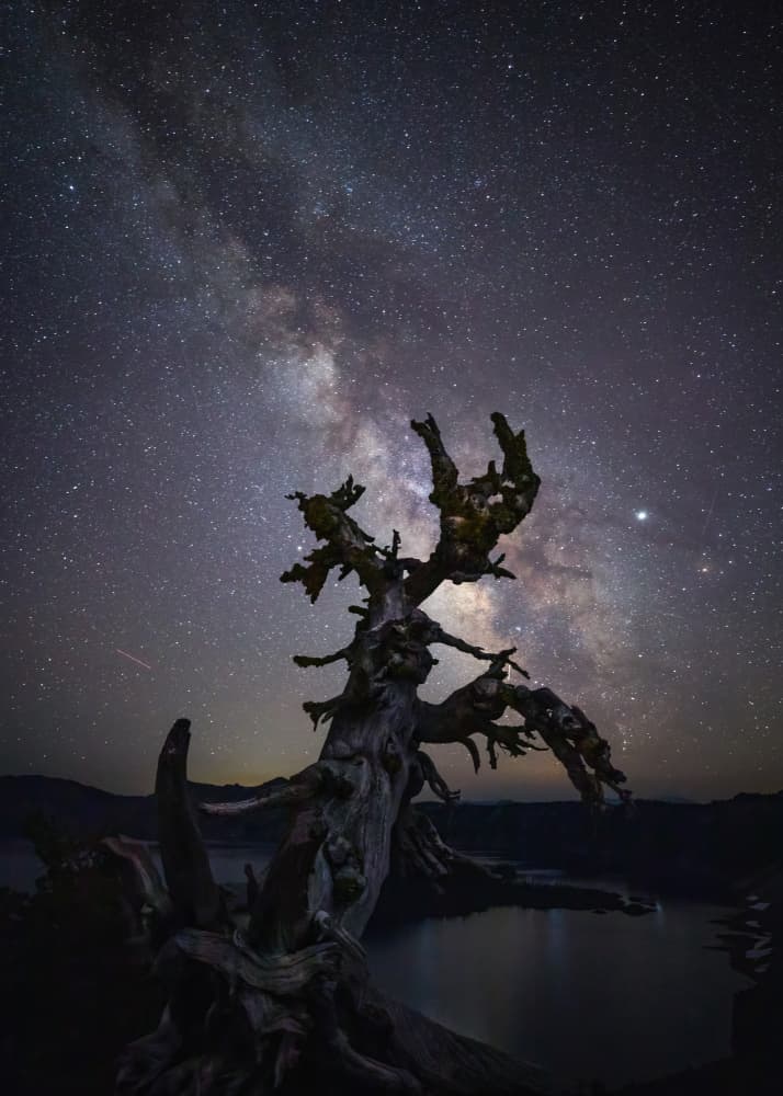 Milky Way Lone Tree by Li Ying — canvas wall art