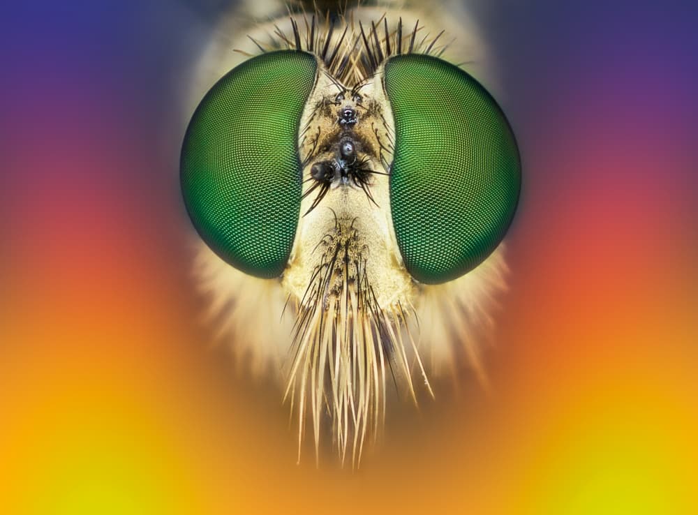 Vivid Green Insect Eyes by Michel Manzoni — canvas wall art