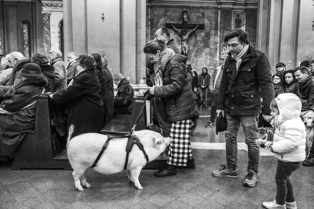 Pet Pig Ceremony by Giuseppe Grimaldi — canvas wall art