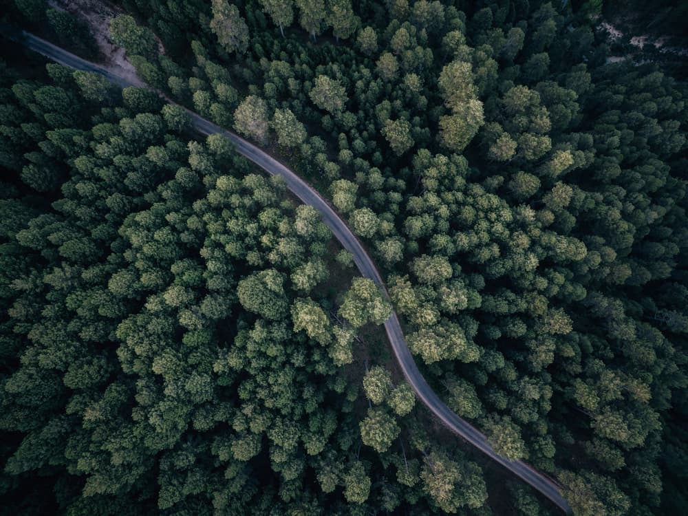 Winding Deep Forest Road by Antonio Carrillo Lopez — canvas wall art