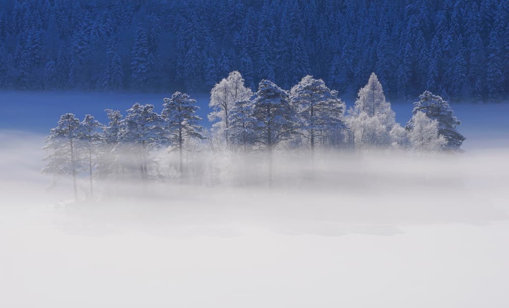 Misty Winter Forest by Norbert Maier — canvas wall art