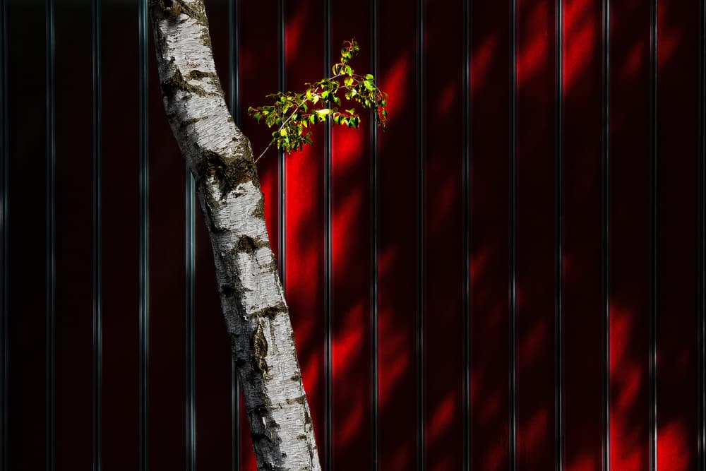 Birch Against Red by Rolf Endermann — canvas wall art