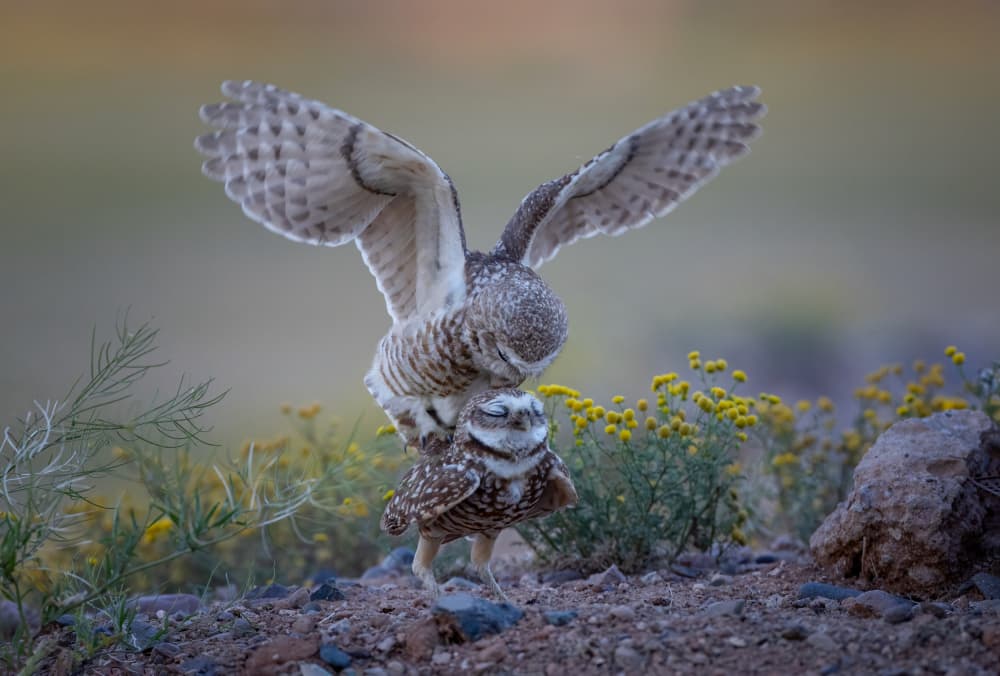 Burrowing Owls Playing by Max Wang — canvas wall art