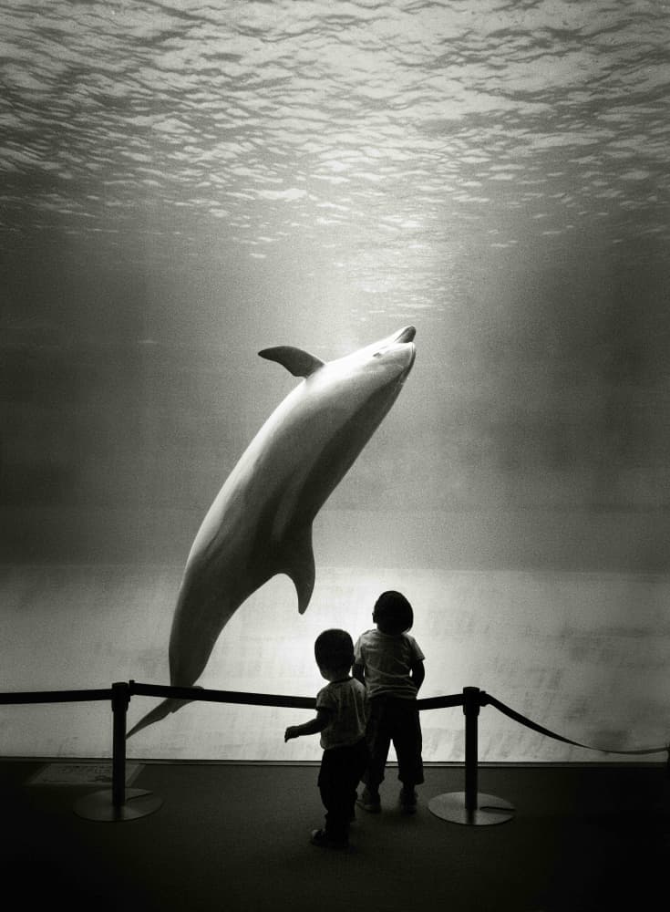 Dolphin And Children's Wonder by Kenichiro Hagiwara — canvas wall art