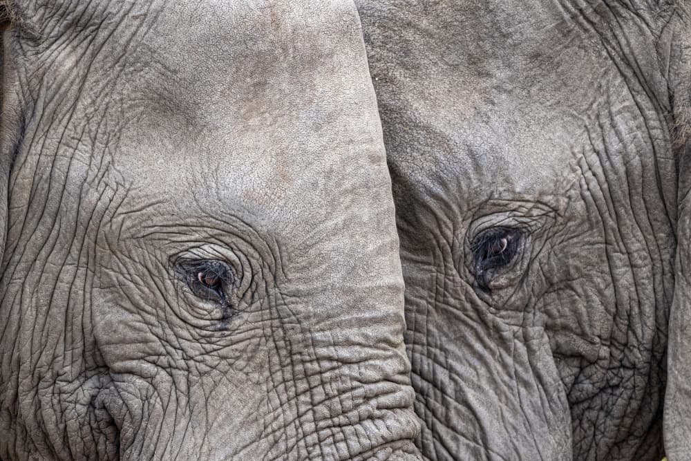 Gentle Elephant Eyes by Andrea Izzotti — canvas wall art