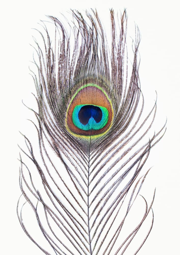 Peacock Feather by Kathrin Pienaar — canvas wall art