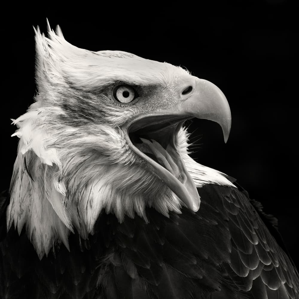 Screaming Bald Eagle by Vincent Willems — canvas wall art