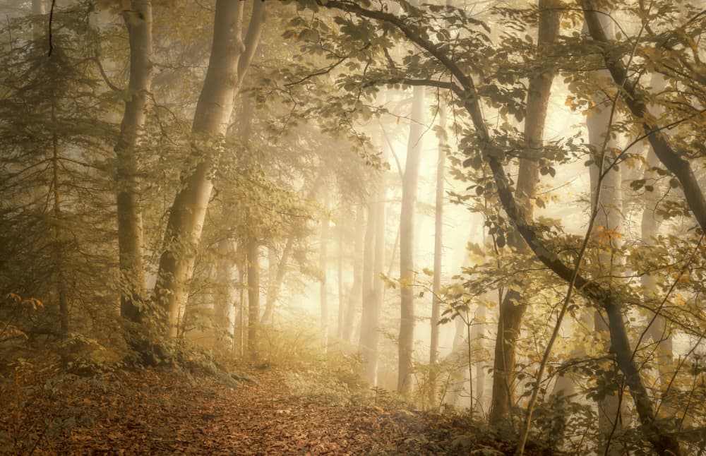 Misty Golden Forest Path