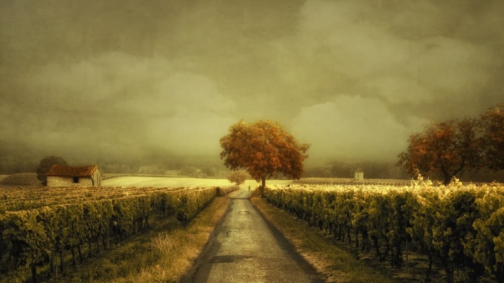 Autumn Vineyard Road by Lars van de Goor † — canvas wall art