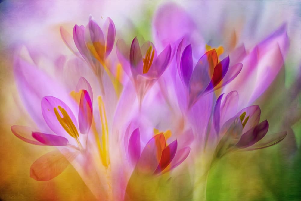 Soft Spring Crocus by Hilda van der Lee — canvas wall art