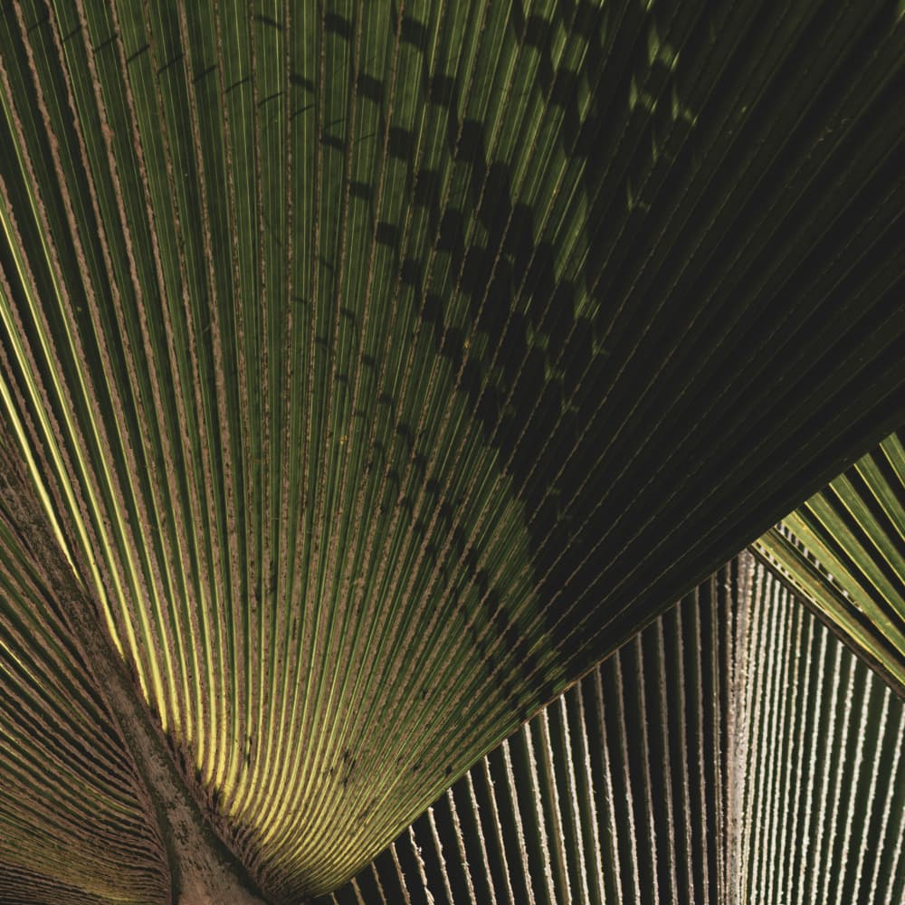 Radiant Palm Leaf by Stephanie Klatt — canvas wall art