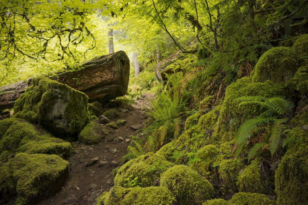 Mossy Path by Stefan Hefele — canvas wall art