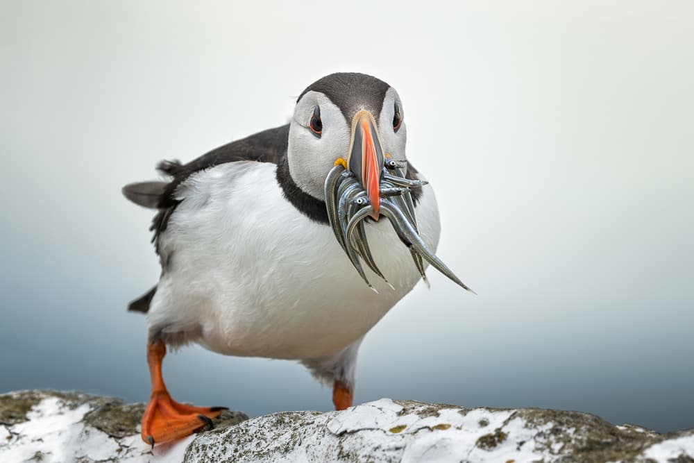 Atlantic Puffin's Catch by fegari — canvas wall art