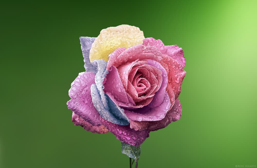 Rainbow Dewdrop Rose by Bess Hamiti — canvas wall art