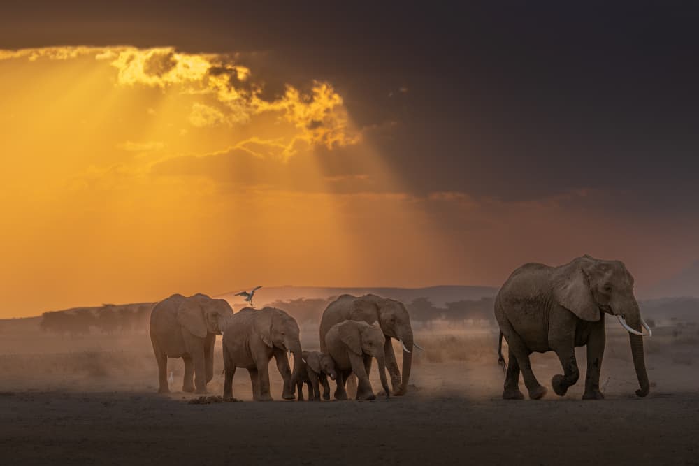 African Elephants Golden Sunset by Ali Khataw — canvas wall art
