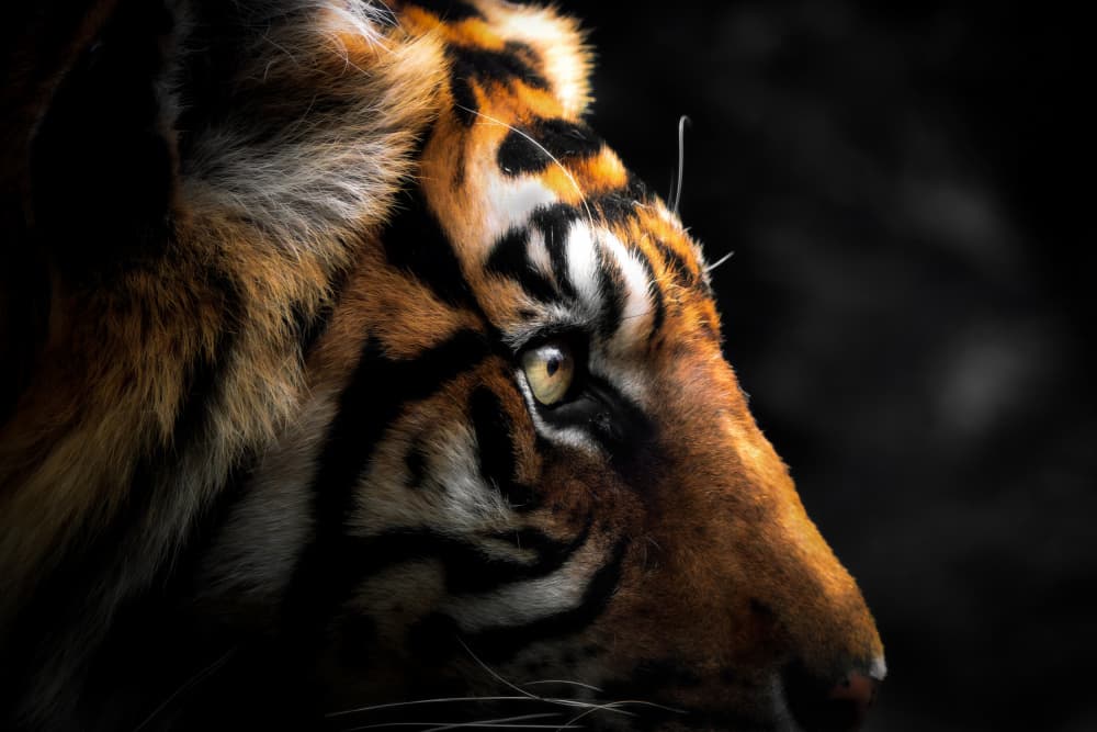 Intense Tiger Eye by K.Hayakawa — canvas wall art