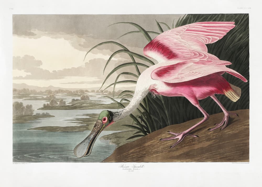 Roseate Spoonbill From Birds of America (1827) by John James Audubon — canvas wall art